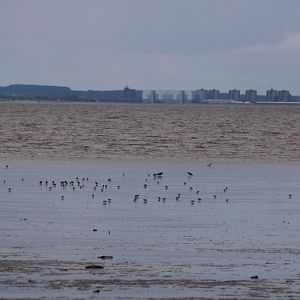 Various Waders - Spurn Head