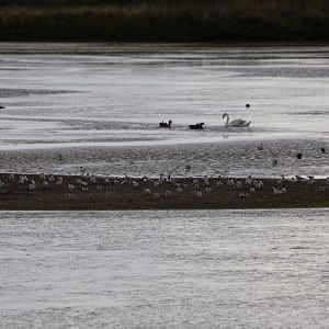 Sandwich Terns - Spurn Head