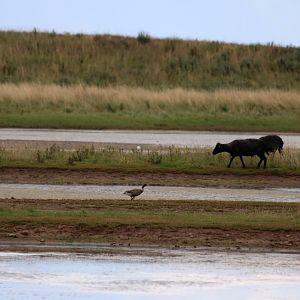 Brent Goose (and Hebridean Sheep) - Spurn Head