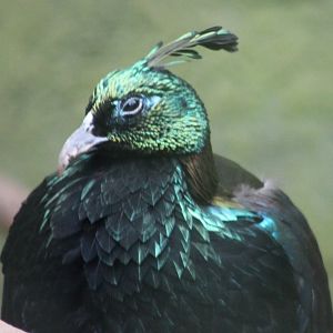 Himalayan monal