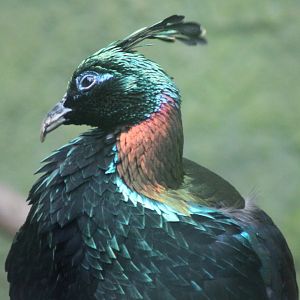 Himalayan monal