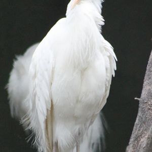 Cattle egret