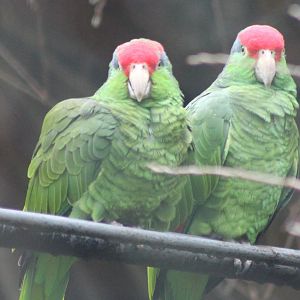 Green-cheeked amazons