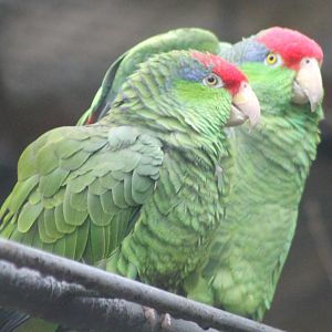 Green-cheeked amazons