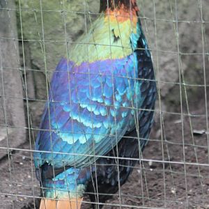 Himalayan monal