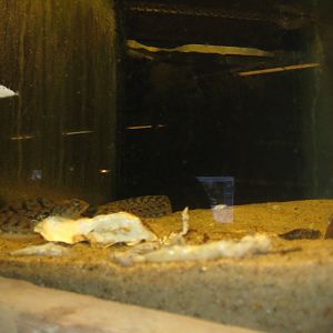 JyllandsAkvariet - Butterfish tank