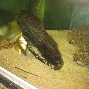 JyllandsAkvariet - Sea stickleback tank