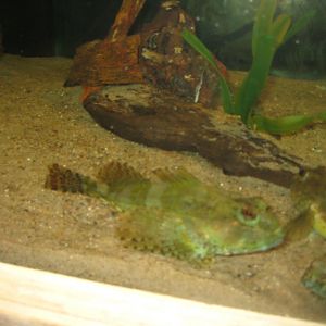 JyllandsAkvariet - Long-spined bullhead tank