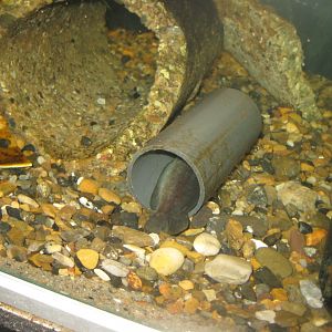 JyllandsAkvariet - Five-bearded rockling tank