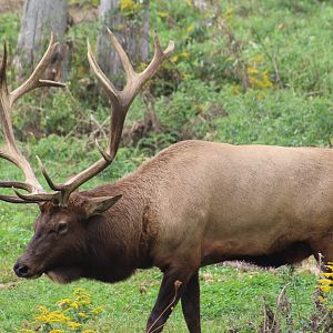 American Elk