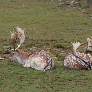 European Fallow Deer