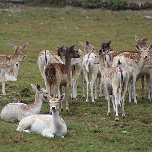 European Fallow Deer