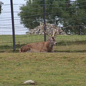 Red Deer