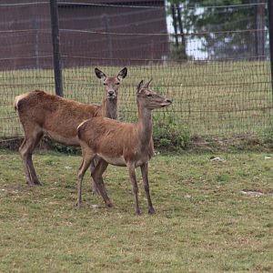 Red Deer
