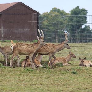 Red Deer