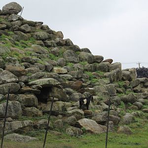 Goat Enclosure