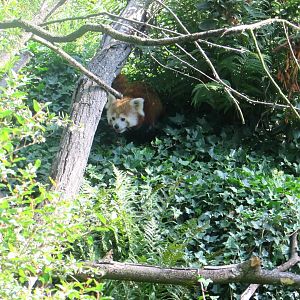 Red Panda - July/2017