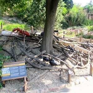 Giant Ants - July/2017