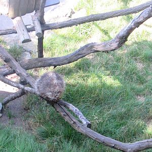 North American Porcupine - July/2017