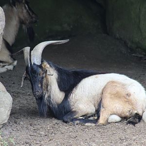 Domestic Goat