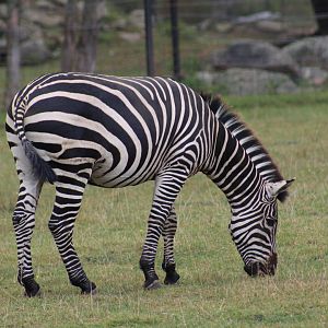 Plains Zebra