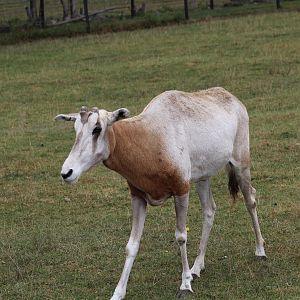 Scimitar-Horned Oryx