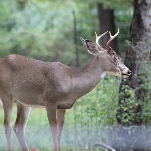 White-Tailed Deer