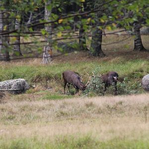 Japanese Sika Deer