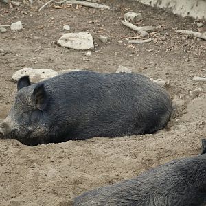 European Wild Boar