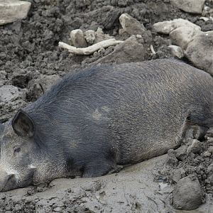 European Wild Boar