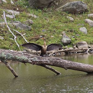 Wild Double-Crested Cormorant