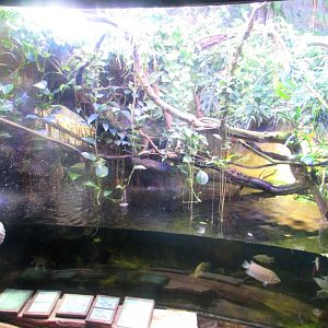 Aquarium in Indonesian Jungle Pavilion (1) - July/2017