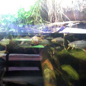 Aquarium in Indonesian Jungle Pavilion (2) - July/2017