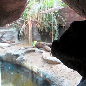 Komodo Dragon exhibition - July/2017
