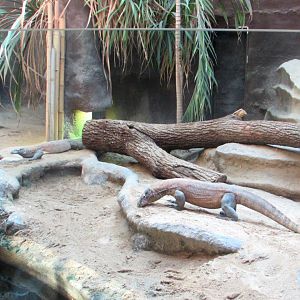 Komodo Dragons - July/2017