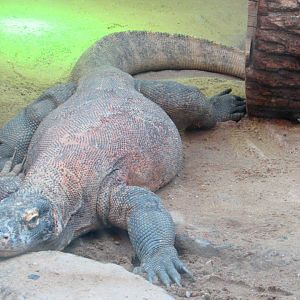 Komodo Dragon - July/2017