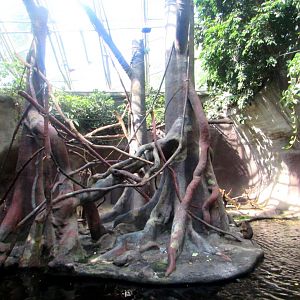 Pig-tailed Macaque Island /Indonesian Jungle Pavilion - July/2017