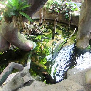 Jungle Pond/Indonesian Jungle Pavilion - July/2017