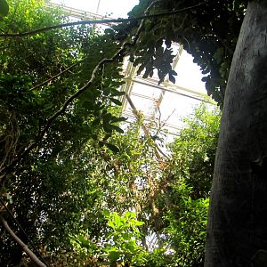 Green and the glass roof of the Indonesian Pavilion - July/2017