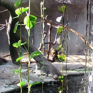 Pig-tailed Macaque - July/2017