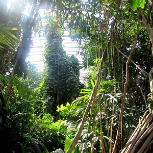 Green Indonesian Jungle  - July/2017