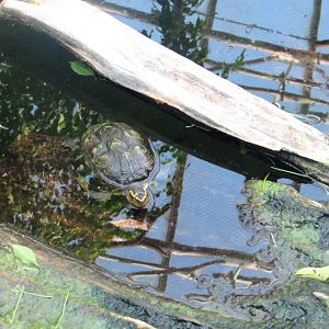 Turtle in the water/Indonesian Jungle Pavilion - July/2017