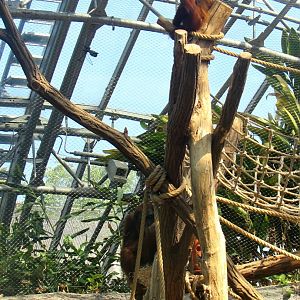 Orangutans - July/2017