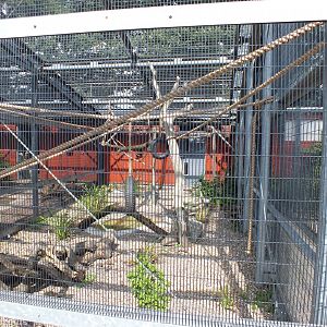 Common Marmoset Enclosure