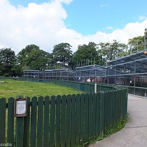 Domestics Paddock (left) and Aviaries (right)