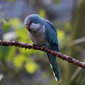 Monk Parakeet Mutation