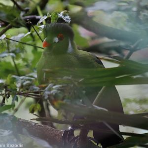 White-cheeked Turaco