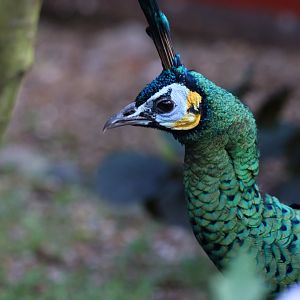 Green Peafowl