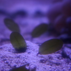 Paddle Weed Seagrass