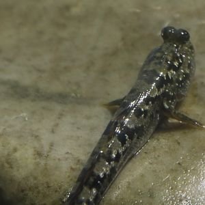 Silverlined Mudskipper